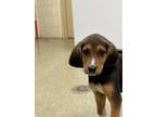 Adopt Henry a Beagle, Mixed Breed