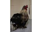 Adopt Gregory Peck a Chicken