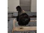 Adopt Rocky a Chicken