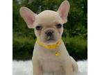 French Bulldog Puppy for sale in Littleton, MA, USA