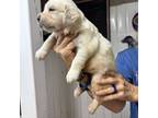 Golden Retriever Puppy for sale in Green Cove Springs, FL, USA
