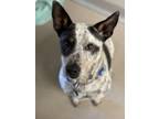 Adopt Howie a Cattle Dog, Mixed Breed