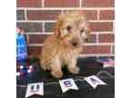 Poodle (Toy) Puppy for sale in Archdale, NC, USA