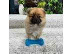 Pomeranian Puppy for sale in Greenfield, IN, USA