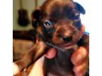 Chihuahua Puppy for sale in Nampa, ID, USA