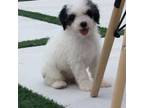 Poodle (Toy) Puppy for sale in Fort Myers, FL, USA