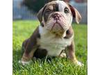 Bulldog Puppy for sale in Manchester, PA, USA