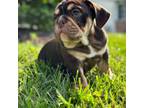 Bulldog Puppy for sale in Manchester, PA, USA