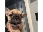French Bulldog Puppy for sale in Bradenton, FL, USA