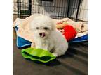 Maltese Puppy for sale in Hutto, TX, USA
