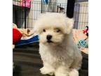 Maltese Puppy for sale in Hutto, TX, USA