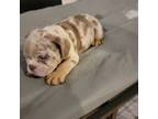 Bulldog Puppy for sale in Littlerock, CA, USA