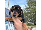 Dachshund Puppy for sale in Manzanola, CO, USA