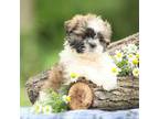 Shih Tzu Puppy for sale in Elizabethtown, PA, USA