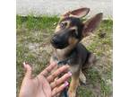 German Shepherd Dog Puppy for sale in Gainesville, FL, USA