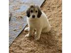 Mutt Puppy for sale in Cedartown, GA, USA