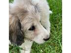 Mutt Puppy for sale in Cedartown, GA, USA