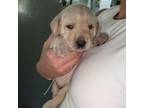 Labrador Retriever Puppy for sale in Athens, IL, USA