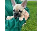 French Bulldog Puppy for sale in Herriman, UT, USA