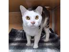 Adopt Tisdale a Domestic Short Hair