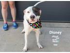 Adopt Disney a Pit Bull Terrier, Mixed Breed
