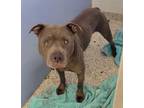 Adopt Thunder a Pit Bull Terrier, Mixed Breed