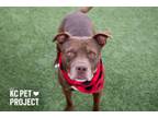 Adopt JJ a Pit Bull Terrier, Mixed Breed