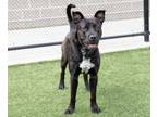Adopt Pitch a Mixed Breed