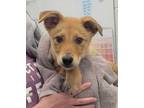 Adopt Wiley a Mixed Breed