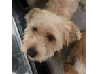 Adopt Shawn (C000-258) - Costa Mesa Location a Terrier