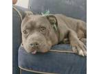 Adopt Meatball a Pit Bull Terrier