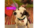 Adopt Papi a Pit Bull Terrier