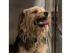 Adopt Maxfield a Yorkshire Terrier