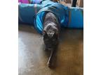 Adopt Smudge 21C-0365 a Domestic Short Hair