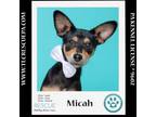 Adopt Micah (The Smidgens) 051824 a Miniature Pinscher