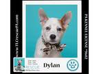 Adopt Dylan (Daisy's Droplets) 051824 a Cattle Dog, Corgi