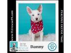 Adopt Danny (Daisy's Droplets) 051824 a Cattle Dog, Corgi
