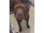 Adopt PRINCE a Pit Bull Terrier, Mixed Breed