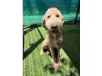 Adopt Popcorn Chicken 518-24 a Standard Poodle, Mixed Breed