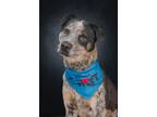 Adopt Tommie a Cattle Dog