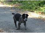 Adopt Scout a Australian Cattle Dog / Blue Heeler, Border Collie