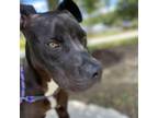 Adopt Pascal a Pit Bull Terrier