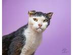 Adopt Count a Domestic Short Hair