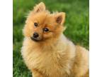 Adopt Prince Rupert a Pomeranian