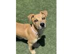 Adopt Gunther a Black Mouth Cur, Mixed Breed