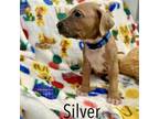 Adopt Silver a Boxer, Basenji