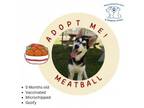 Adopt Meatball a Husky