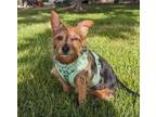 Adopt Chip a Yorkshire Terrier, Mixed Breed