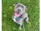 Adopt KYLE a Pit Bull Terrier