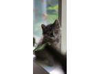 Adopt Anchovy a American Shorthair
